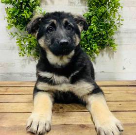 German Shepherd