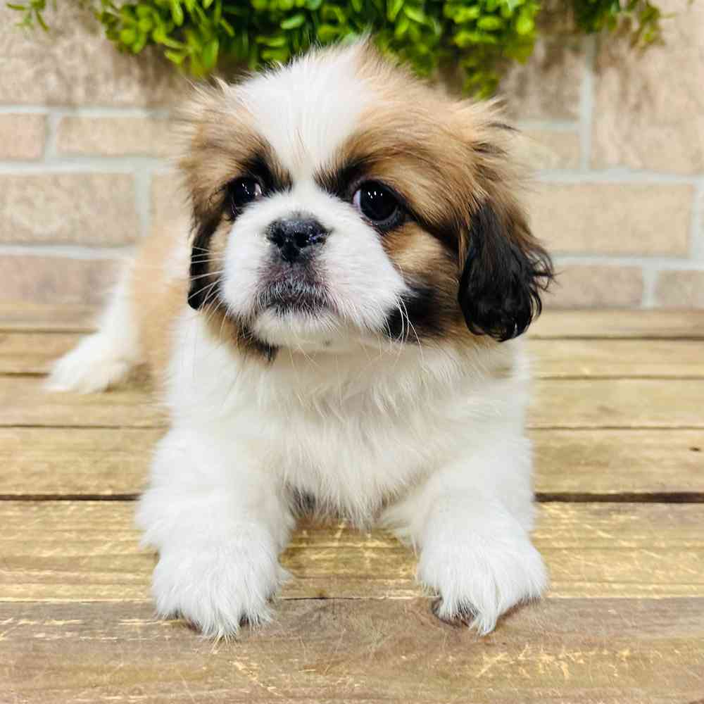 carousel pet images