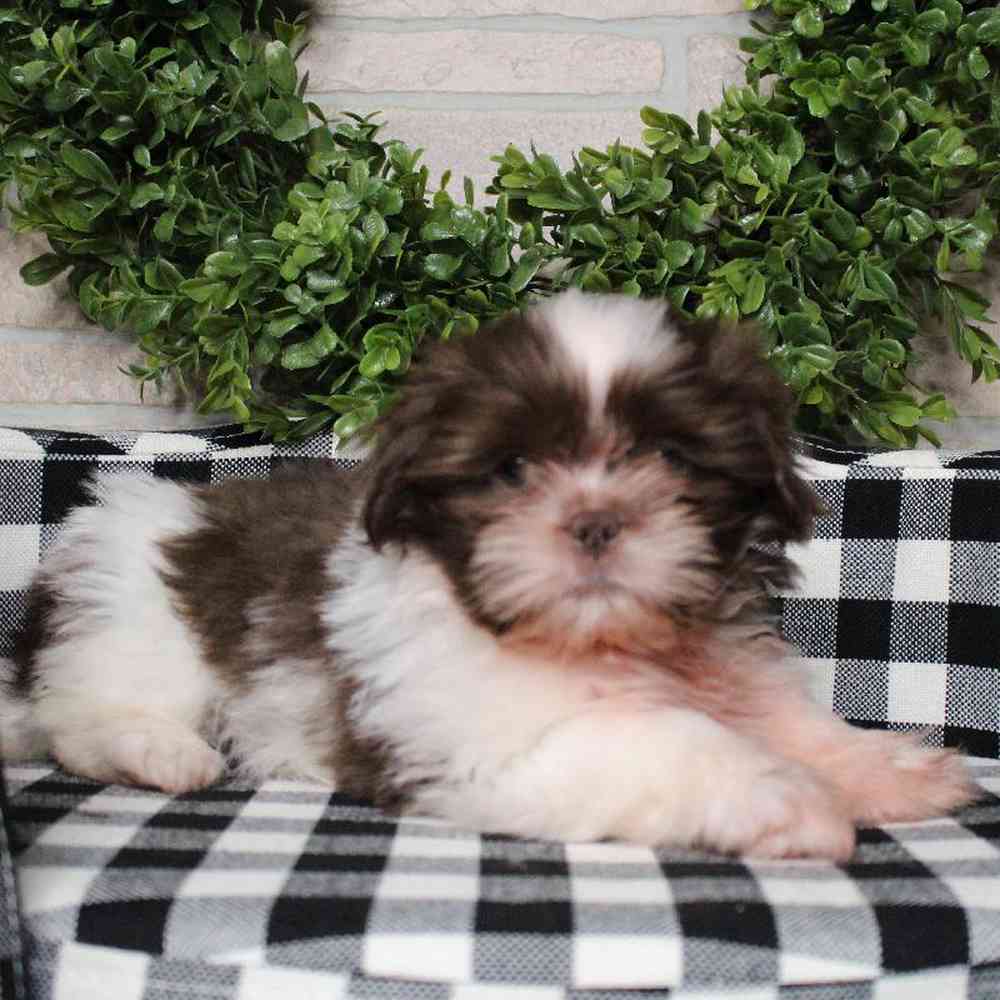 carousel pet images