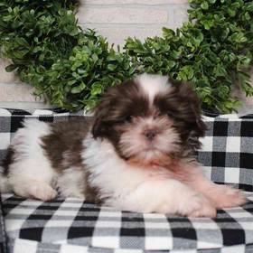 Shih Tzu