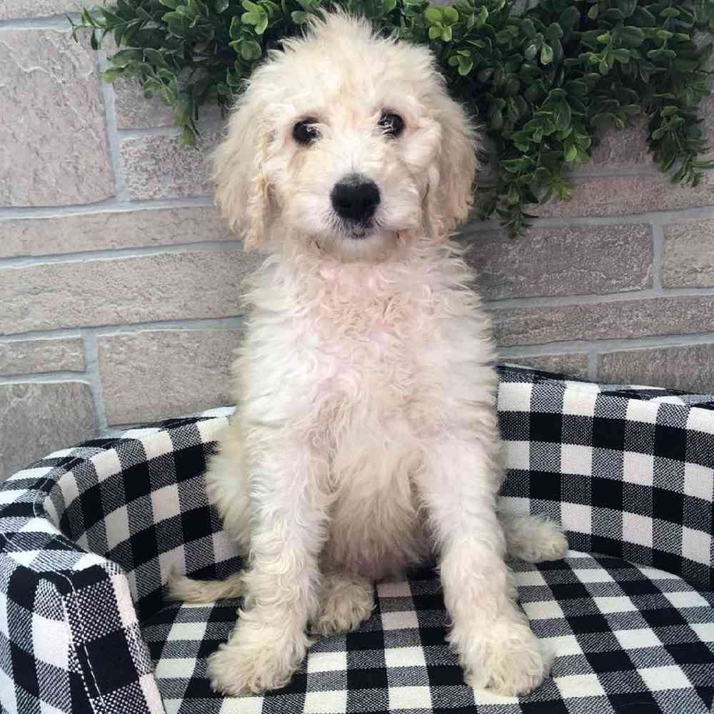 Female Goldendoodle Puppy for sale