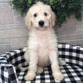 Goldendoodle