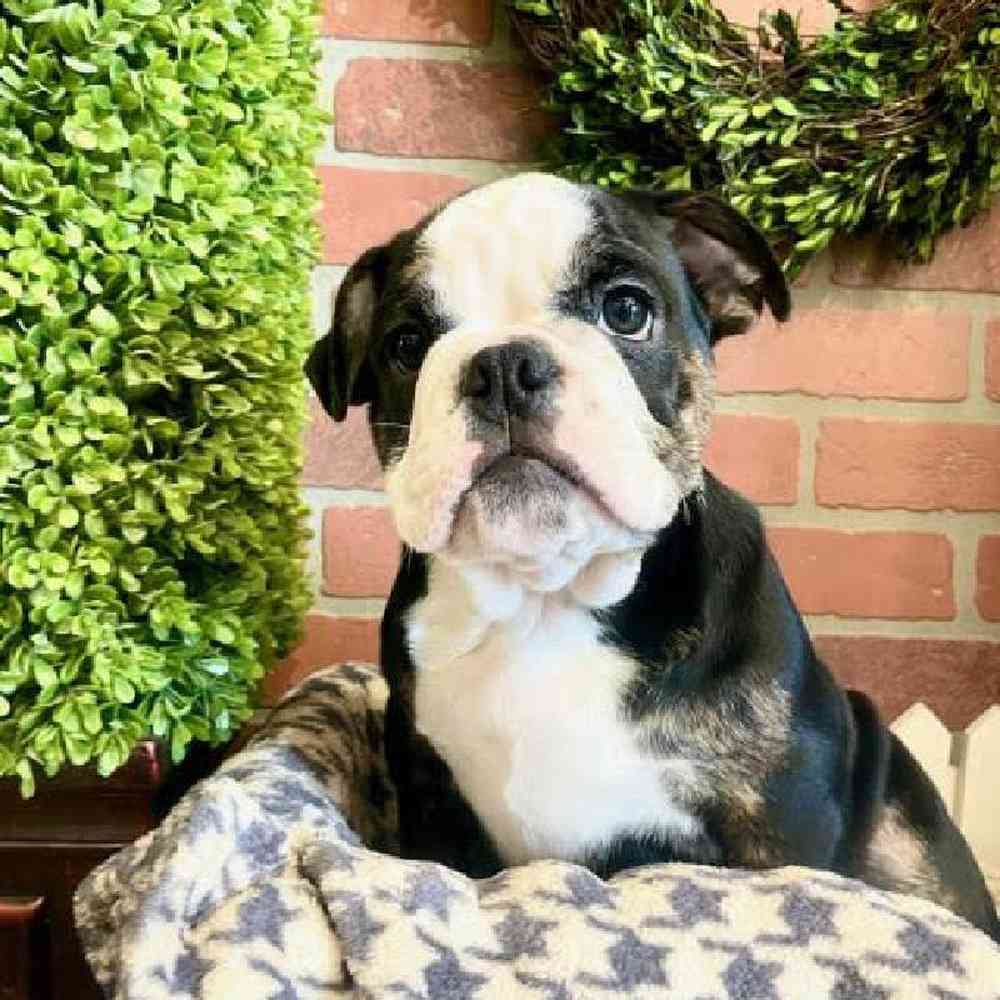 Female English Bulldog Puppy for Sale in Rogers, AR