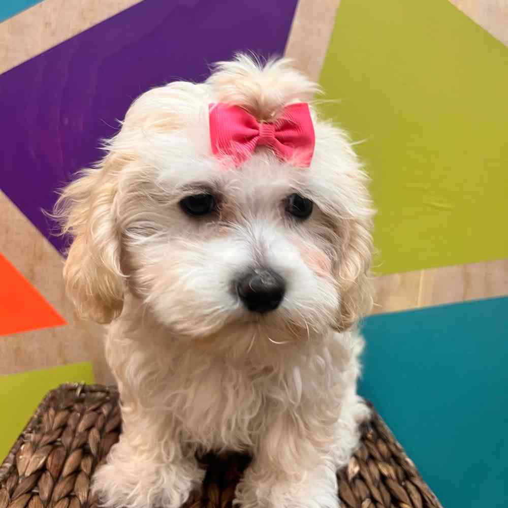 carousel pet images