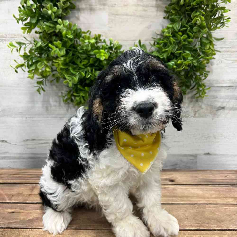 carousel pet images