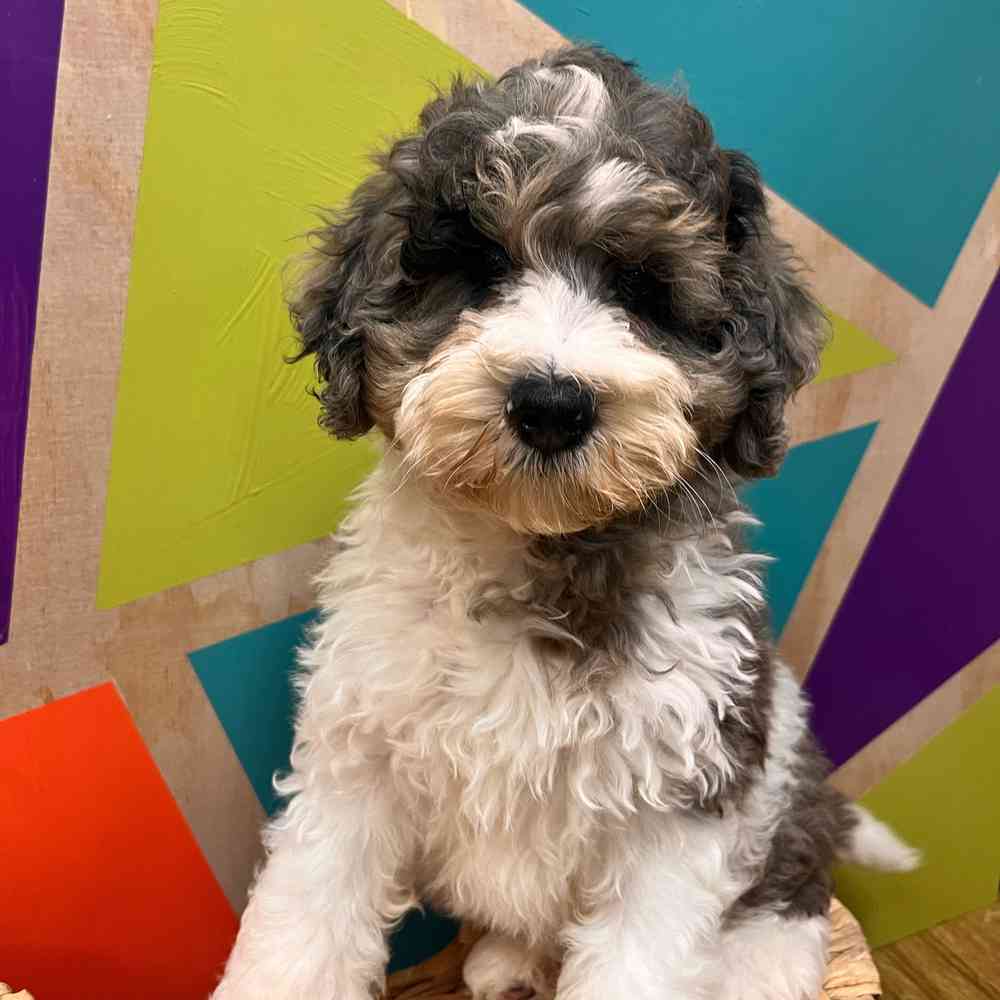 carousel pet images
