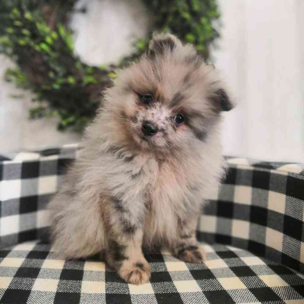 Toy Pom Puppies For Sale