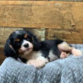 Cavalier King Charles Spaniel