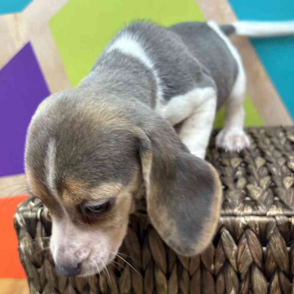 Image of a pet breed in the gallery