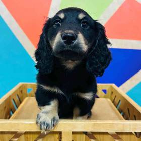 Mini Dachshund
