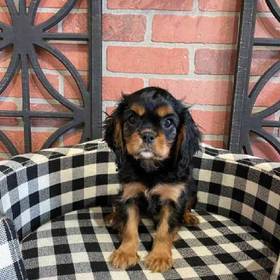 Cavalier King Charles Spaniel