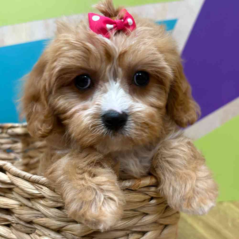 carousel pet images