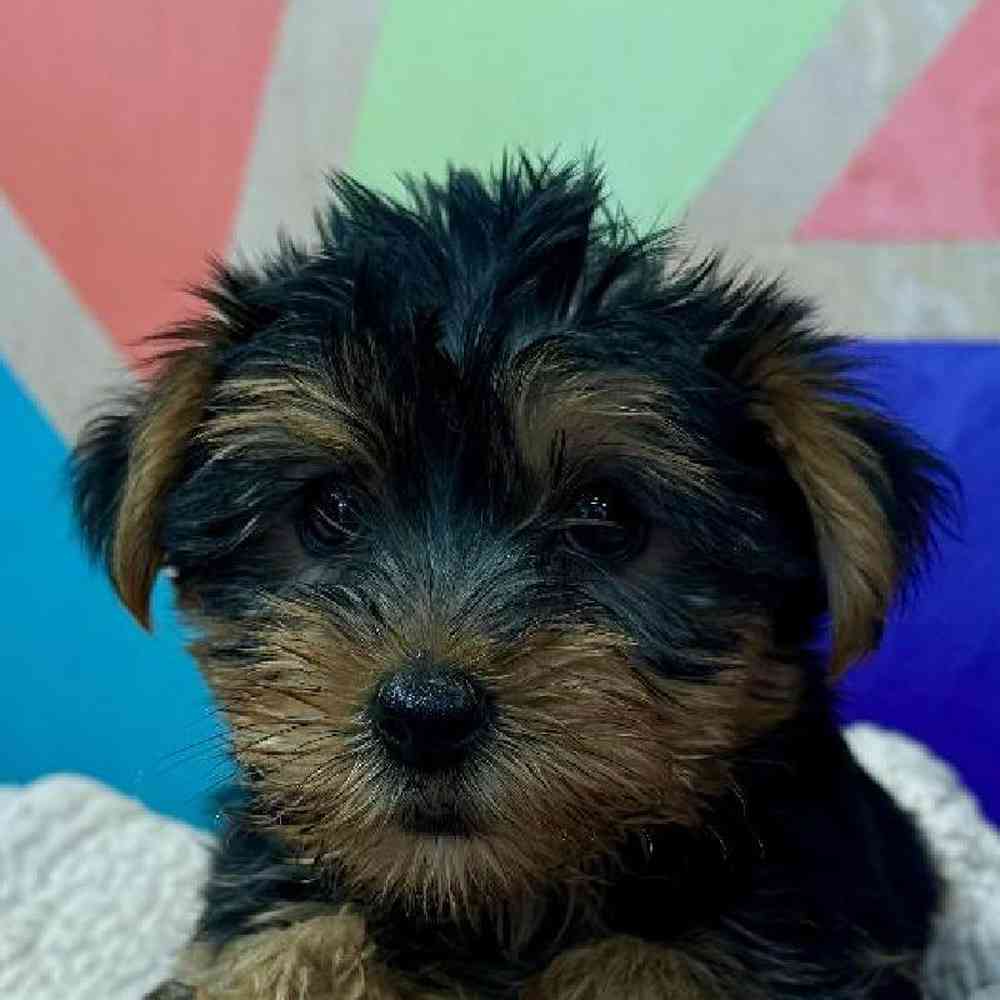 Male Yorkie Puppy for Sale in Joplin, MO