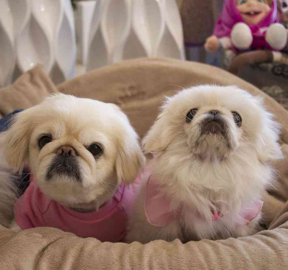 Pekingese Puppies For In Rogers