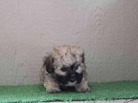 Maltipoo