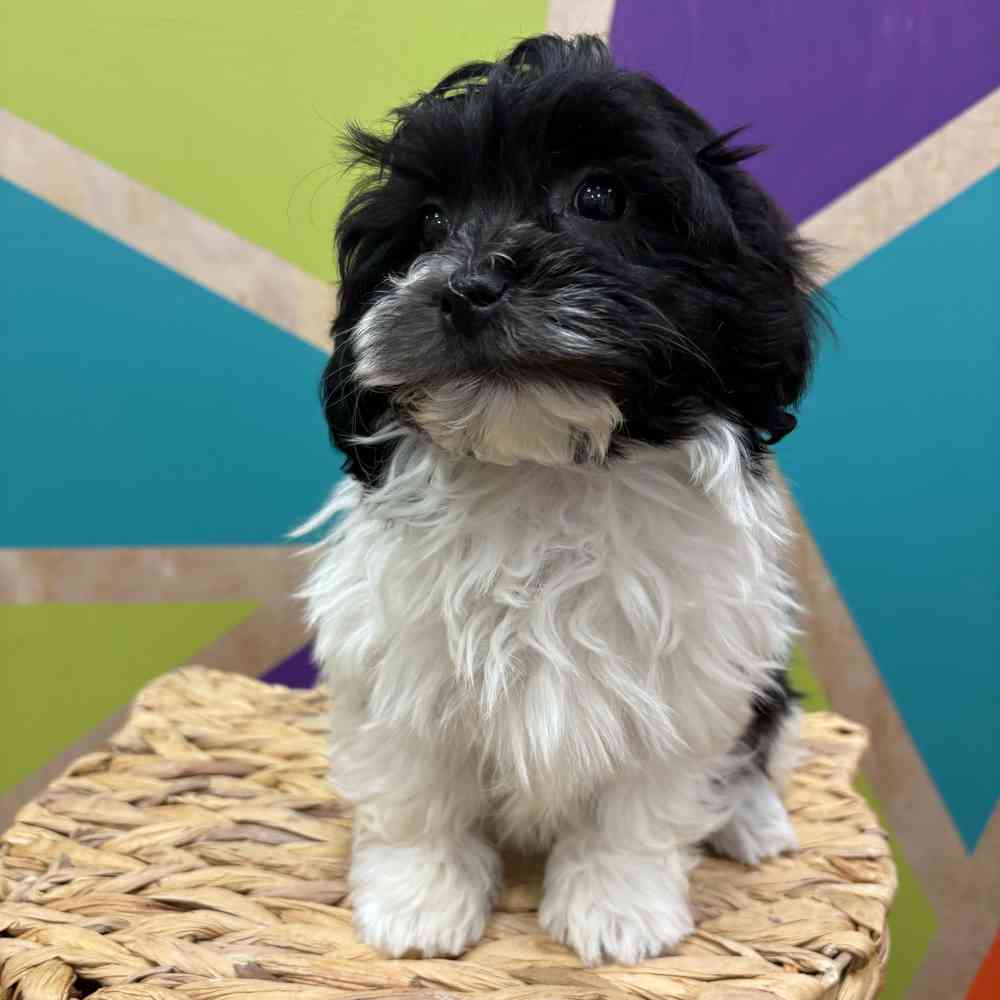 carousel pet images