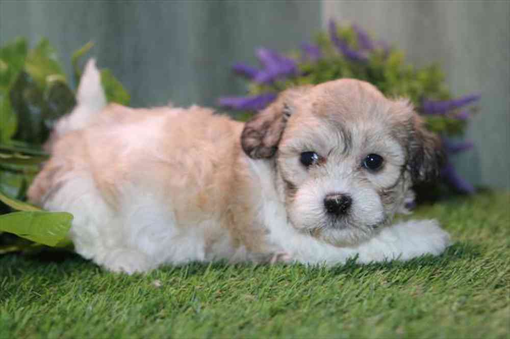 carousel pet images