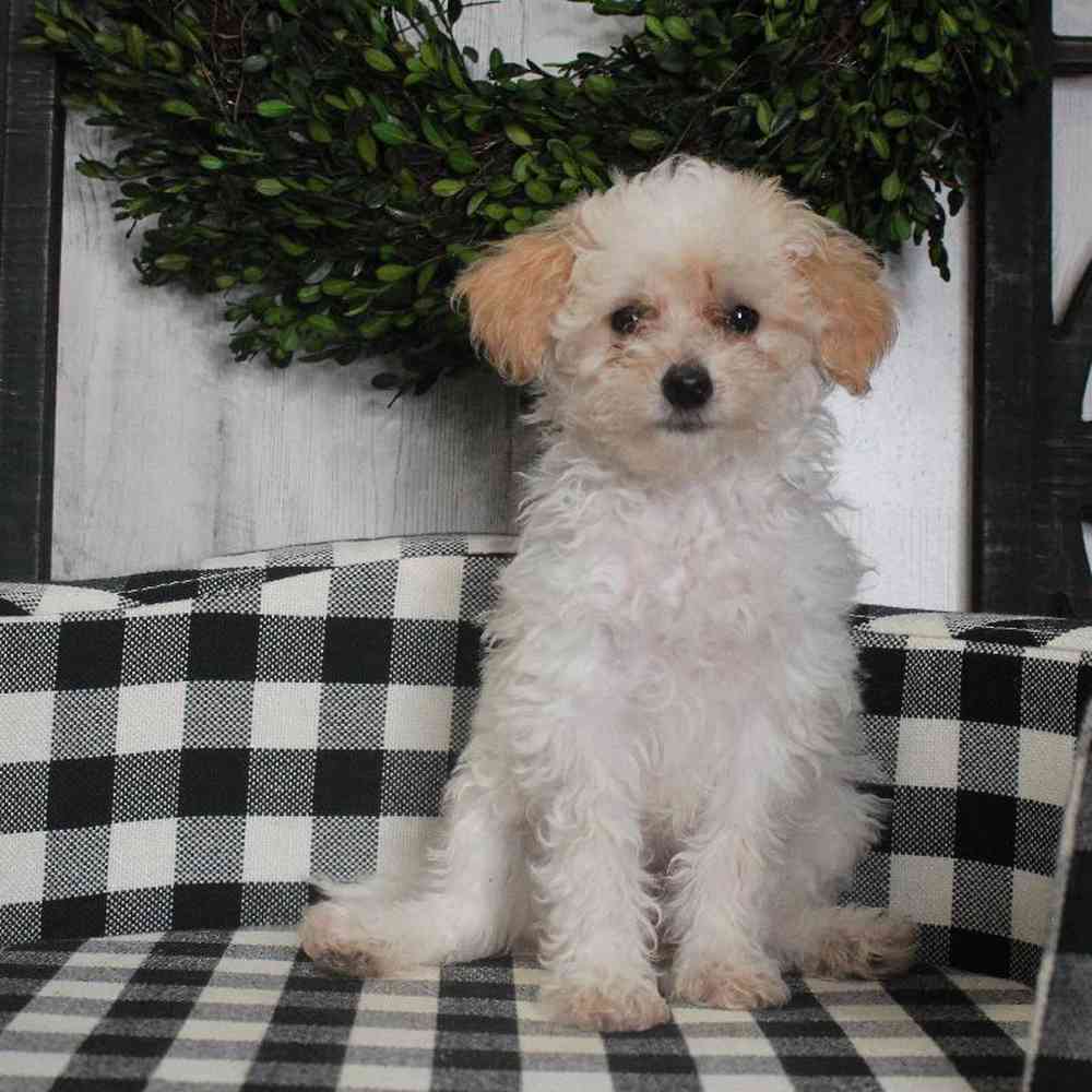 Female Cavapoo Puppy for sale