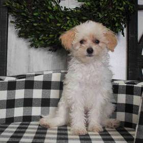 Cavapoo