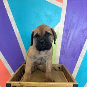Bullmastiff