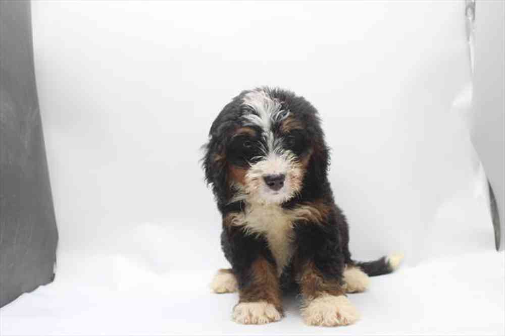 carousel pet images