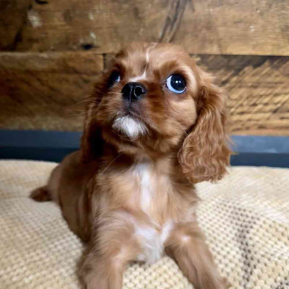 carousel pet images