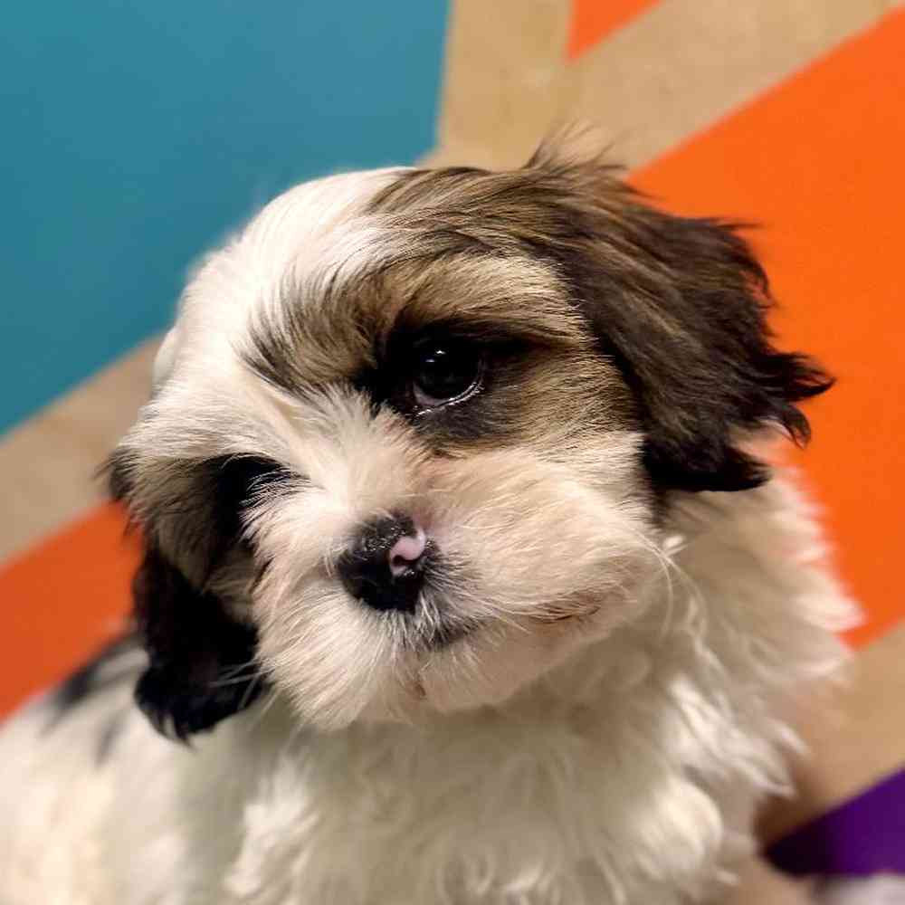 Image of a pet breed in the gallery