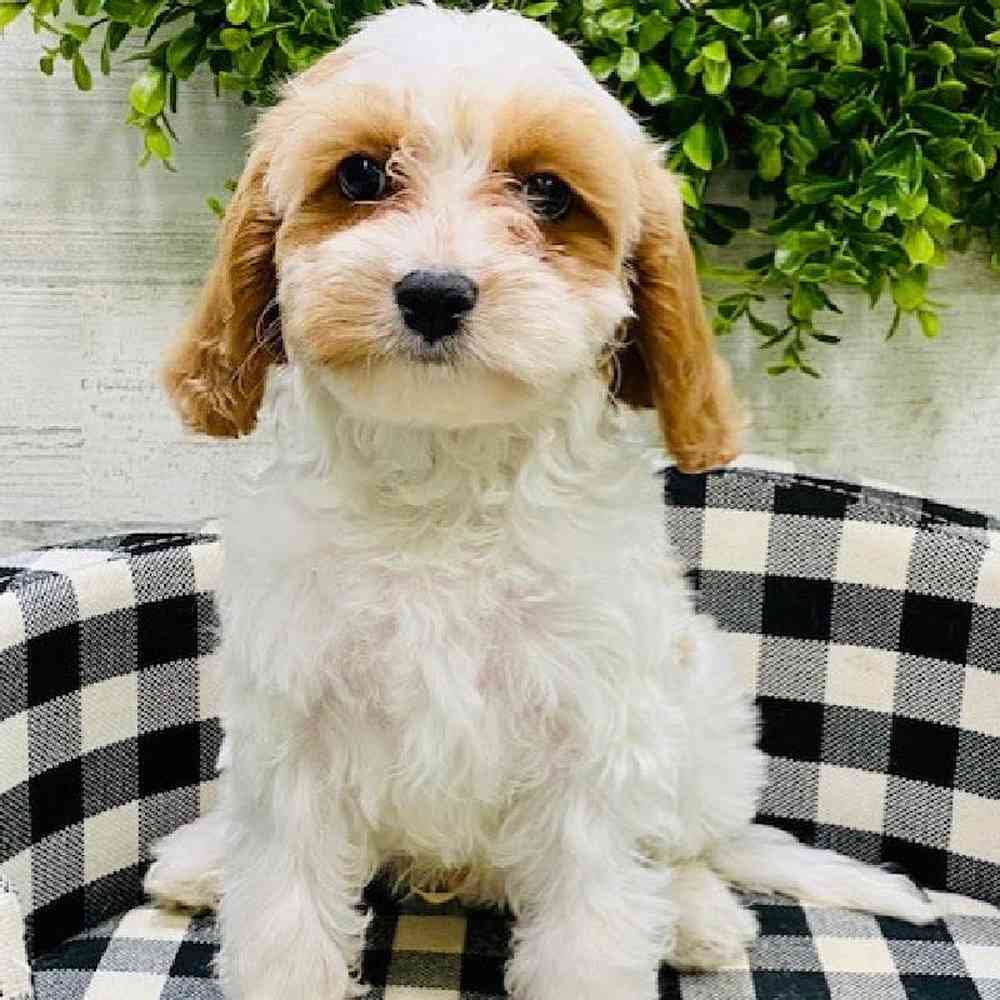 carousel pet images
