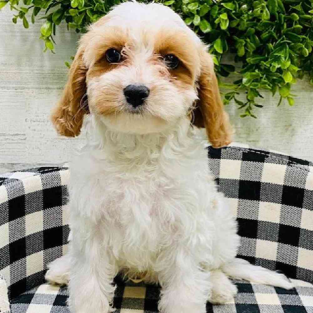 Male Cavapoo Puppy for sale