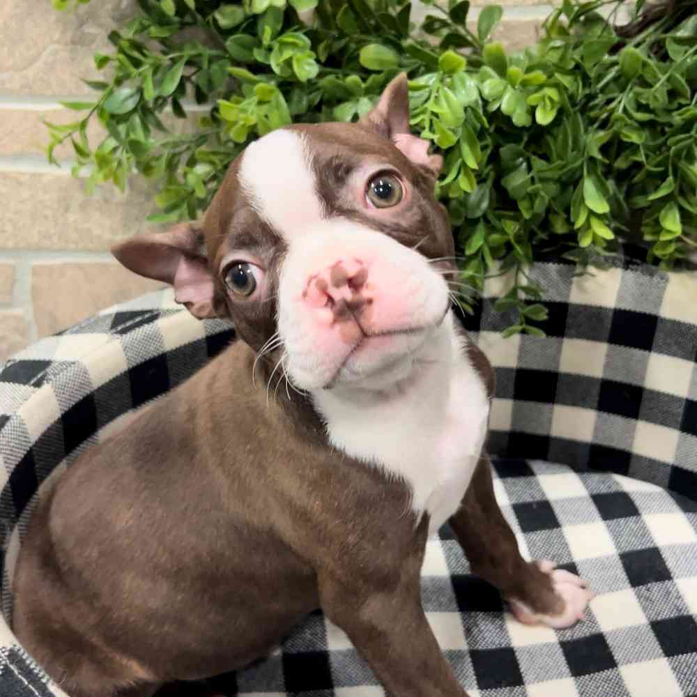 carousel pet images