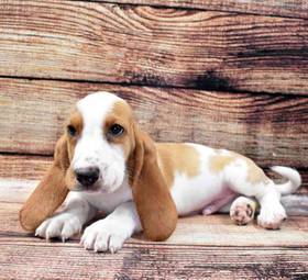 Basset Hound