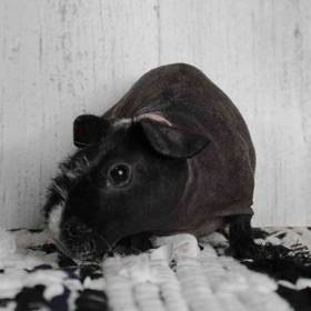 Skinny Pig