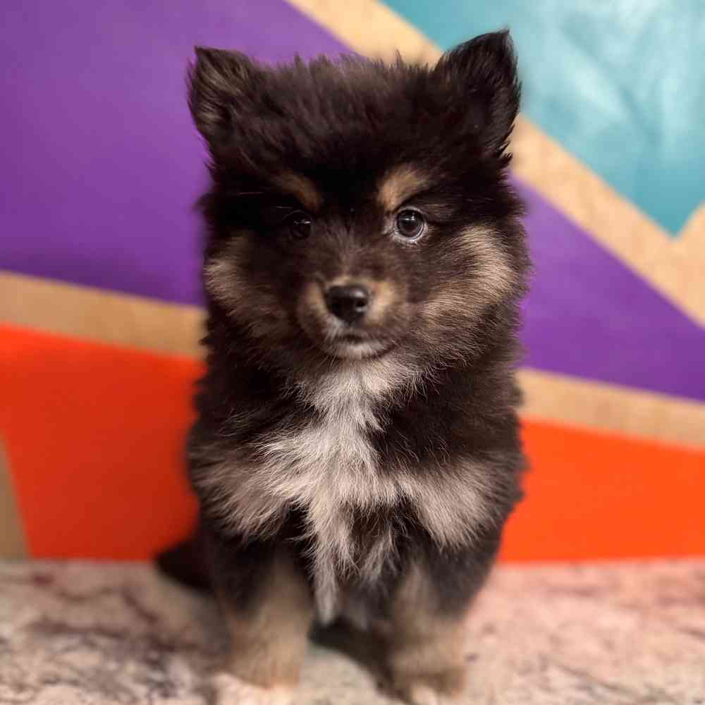 carousel pet images