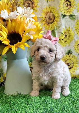 Mini Poodle