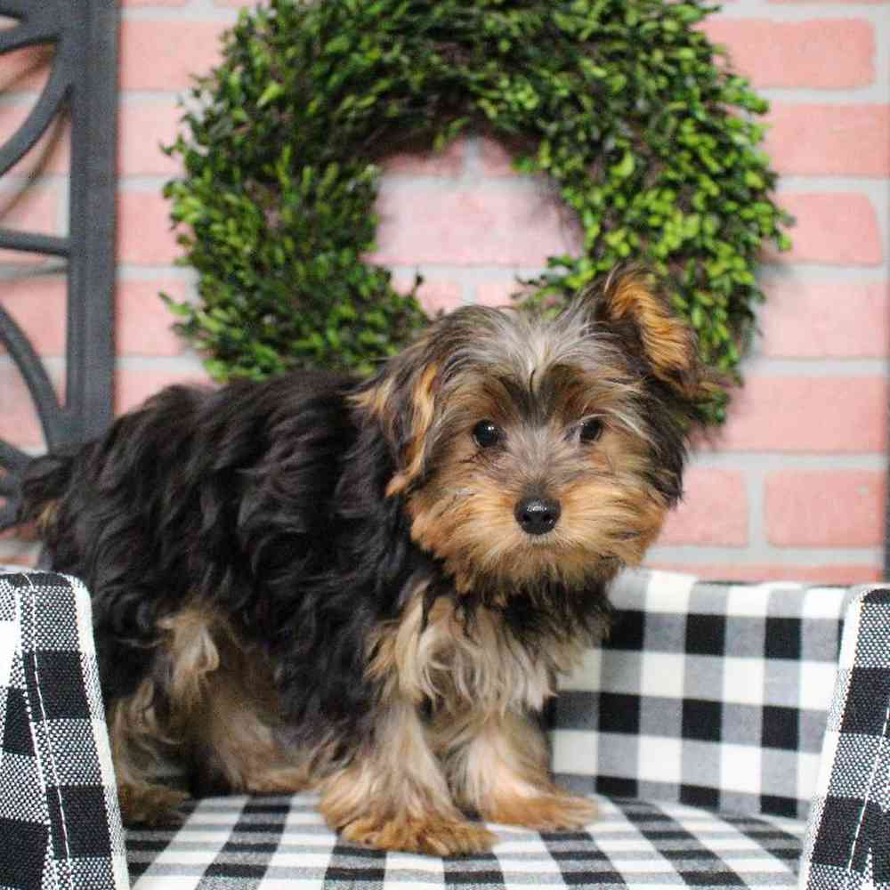 Male Yorkie Puppy for sale