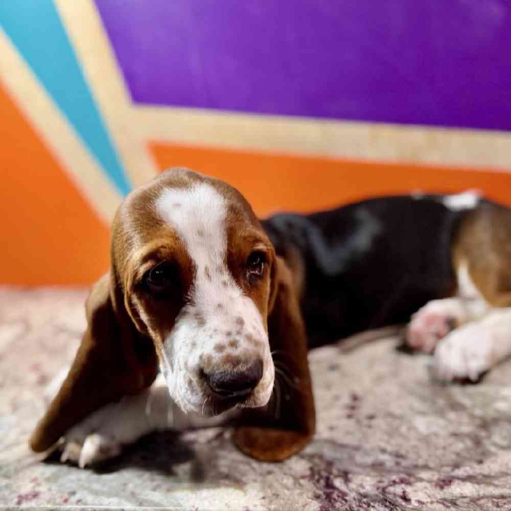 carousel pet images
