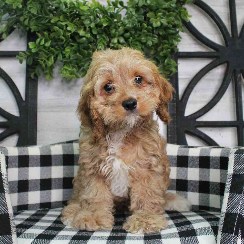 Male Cockapoo Puppy for sale