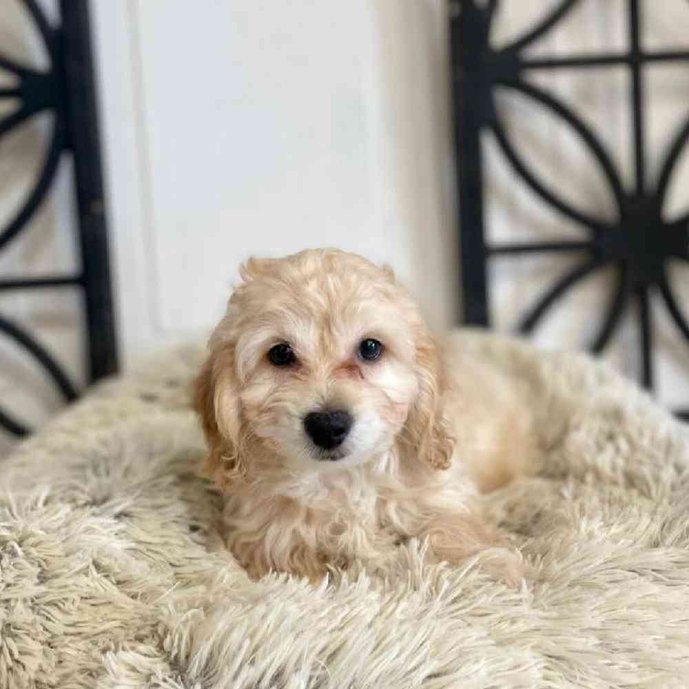 Male Cockapoo Puppy for Sale in Rogers, AR