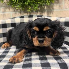 Cavalier King Charles Spaniel