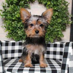 Yorkie