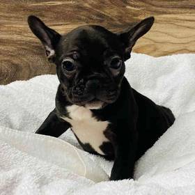 French Bulldog