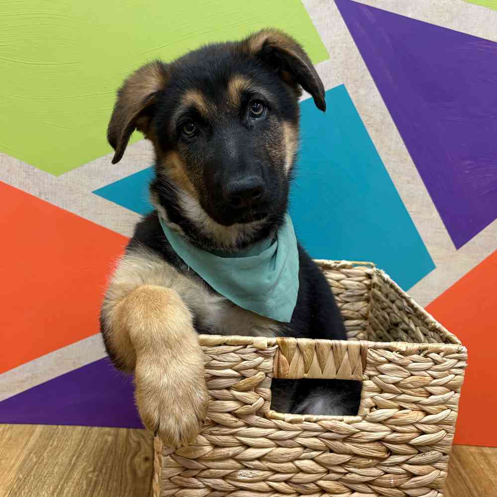 carousel pet images