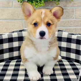 Pembroke Welsh Corgi