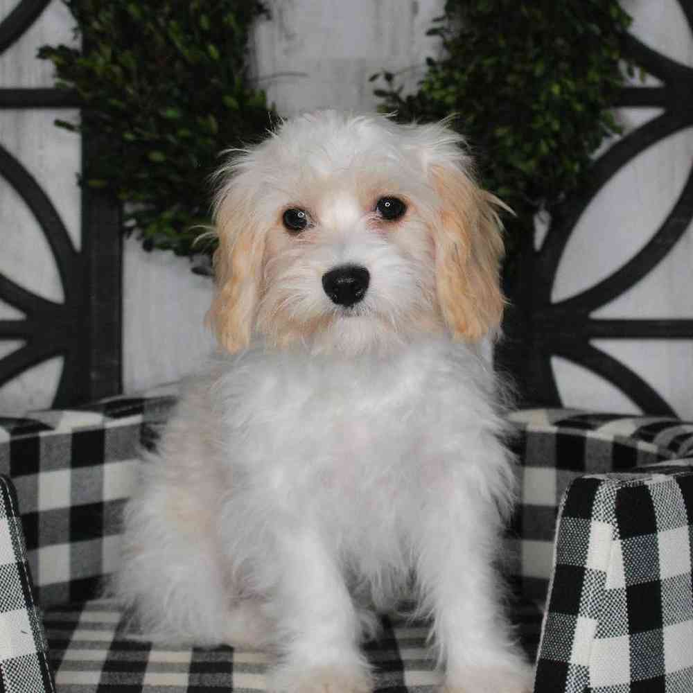 Male Cavachon Puppy for sale