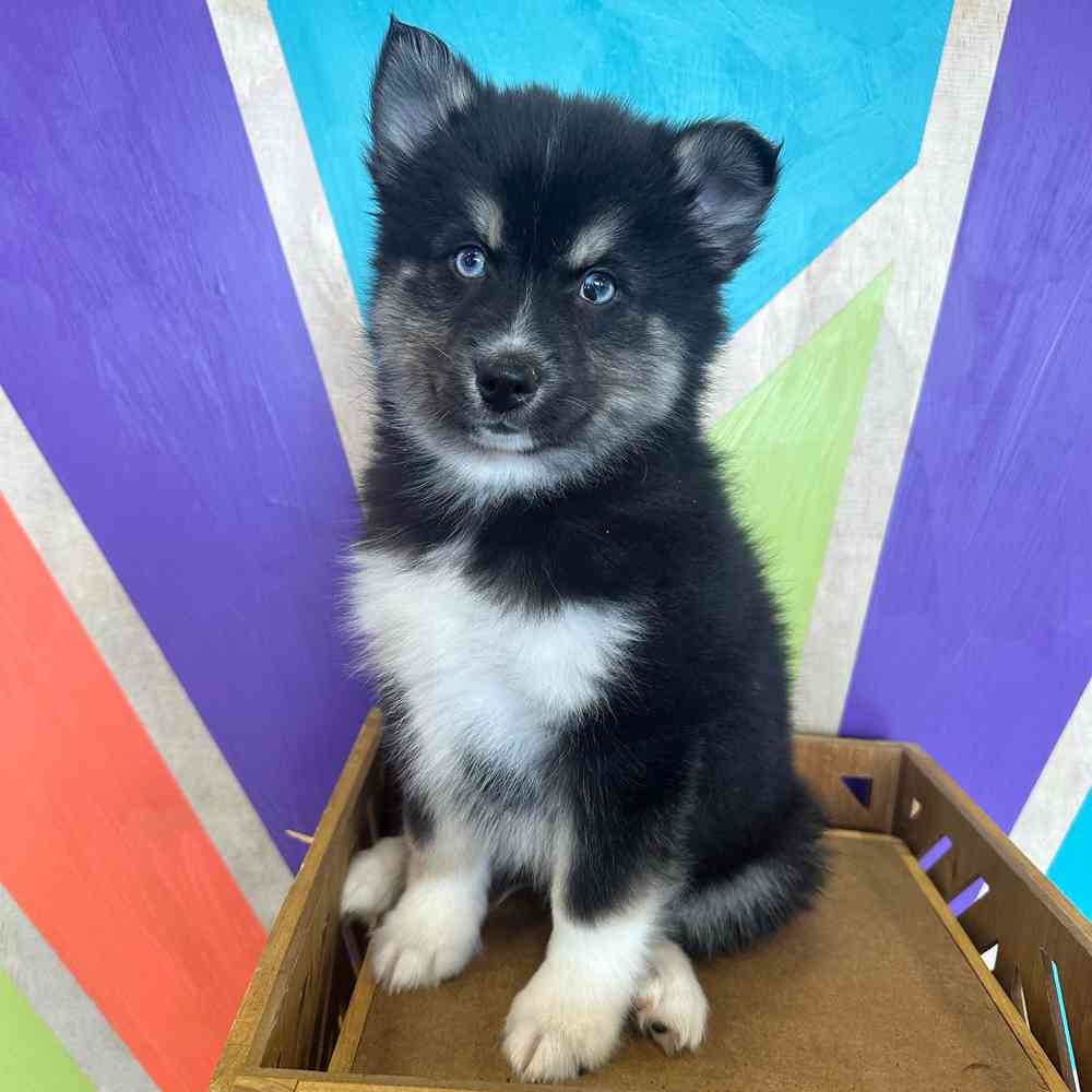 Image of a pet breed in the gallery