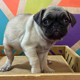 Pug