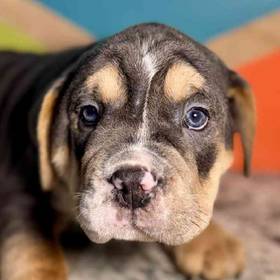 Mini Bulldog