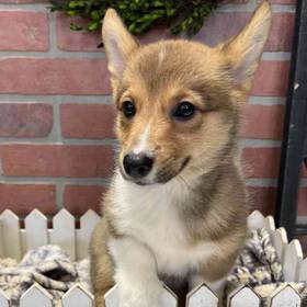 Pembroke Welsh Corgi