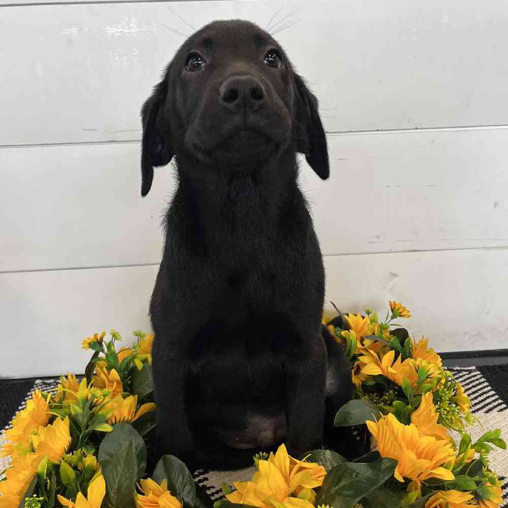 Male Labrador Retriever Puppy for Sale in Fayetteville, AR