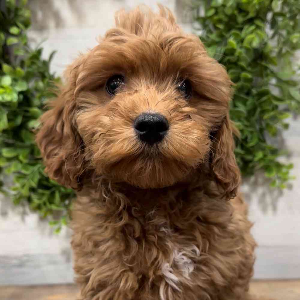 carousel pet images